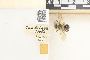 Media type: image;   Entomology 770249 Aspect: Labels
